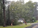 Storm damage fallen trees